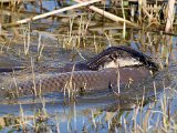 otter met groot vis2  Cape Clawless otter with big fish : frieda